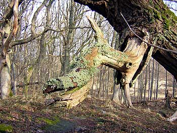 Ryds skog