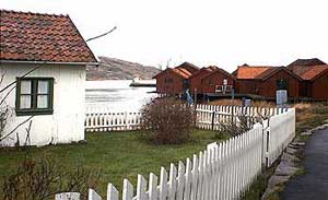 korno_bodar.jpg